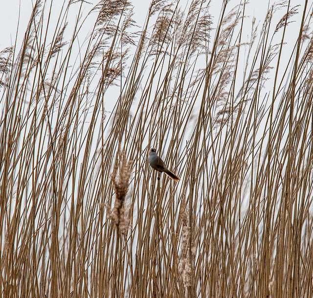 Bearded tit