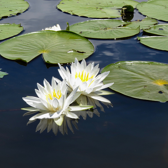 Water lilies