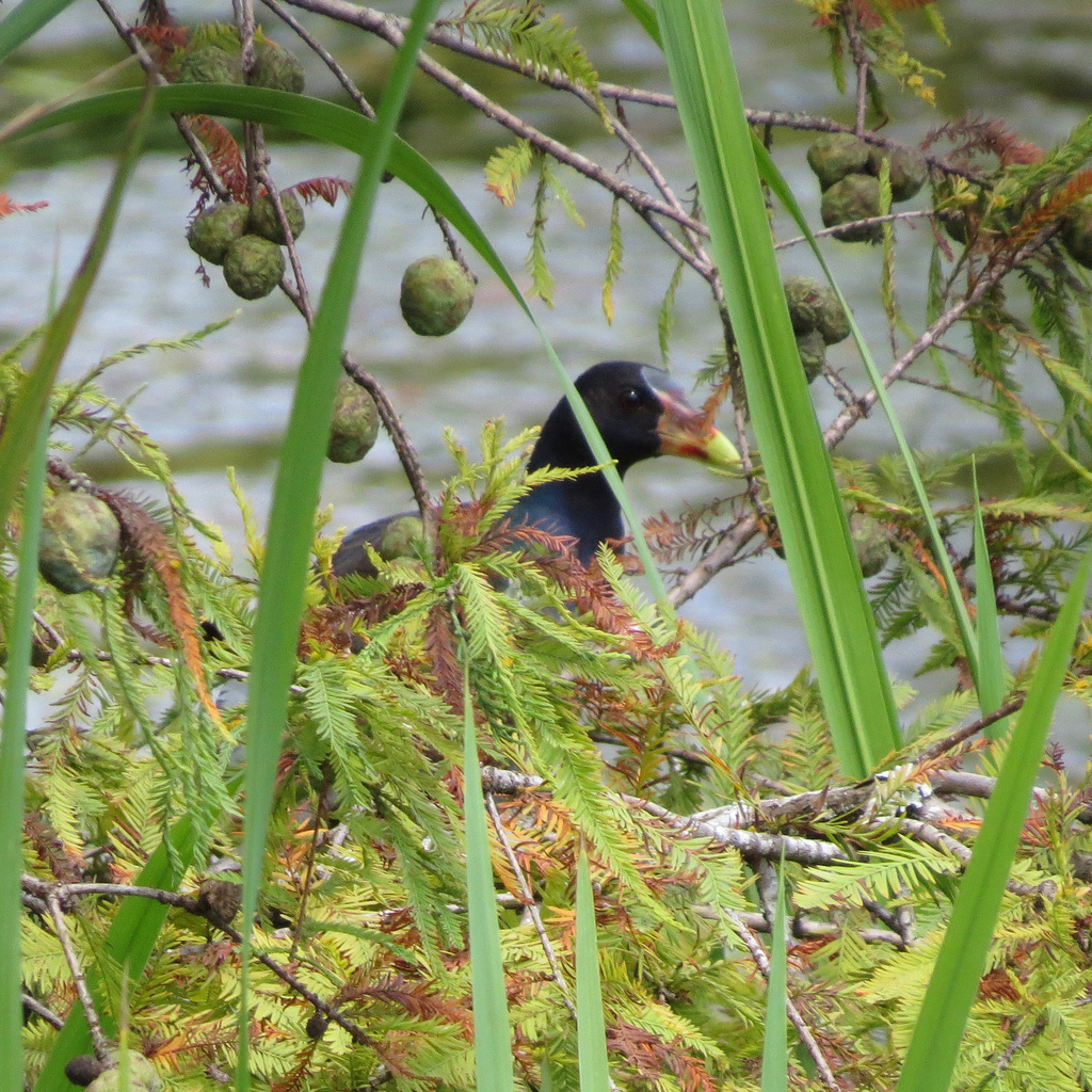 Purple gallinule