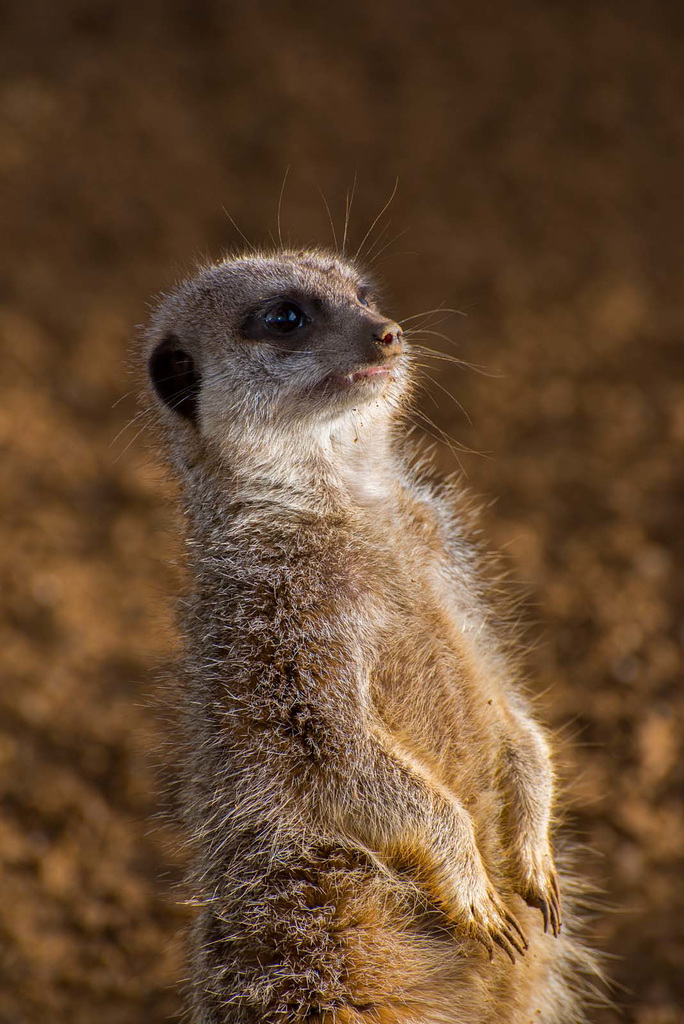 Meerkat (2)