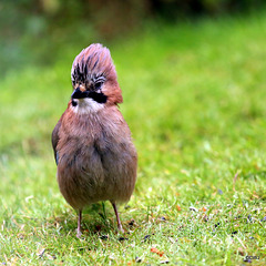 Jay
