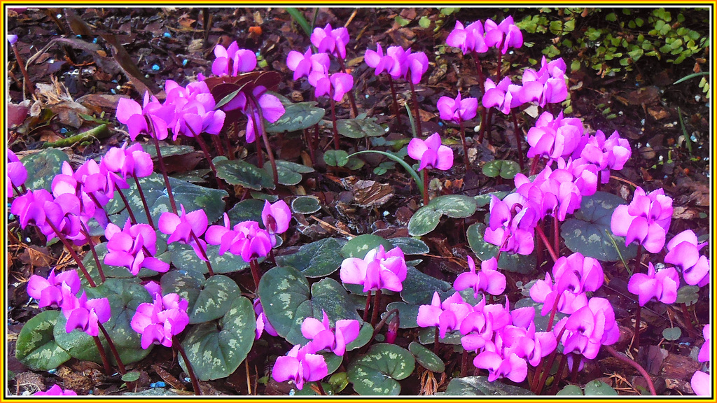 Cyclamen coum