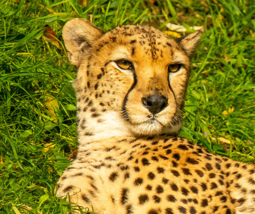 Cheetah