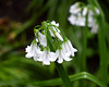 Three Cornered Leek