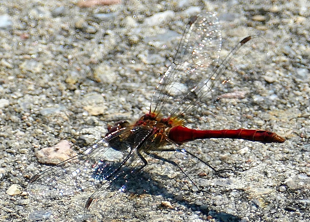 Die kleine Libelle sonnt sich