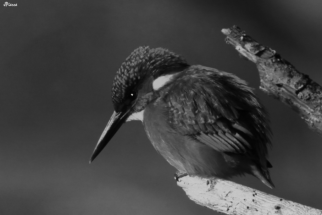 Martin en noir et blanc