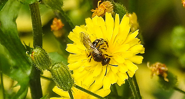 20230628 1474CPw [D~LIP] Kleinköpfiger Pippau (Crepis capillaris), Wildbiene, Bad Salzuflen