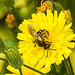 20230628 1474CPw [D~LIP] Kleinköpfiger Pippau (Crepis capillaris), Wildbiene, Bad Salzuflen