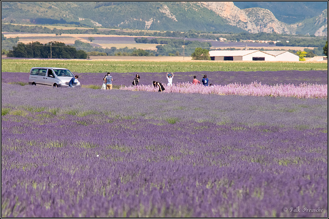 Japaner im Lavendel