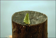 Burkablattlebewesen Burkablattlebewesen