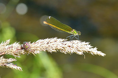 Western Demoiselle f (Calopteryx xanthostoma) 07