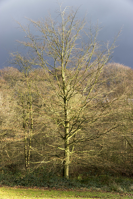 Whirlow Park winter beech