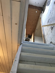 Antoinette - ceiling cat