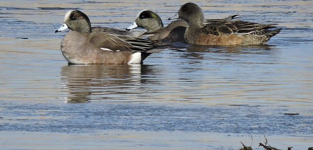 American Wigeon