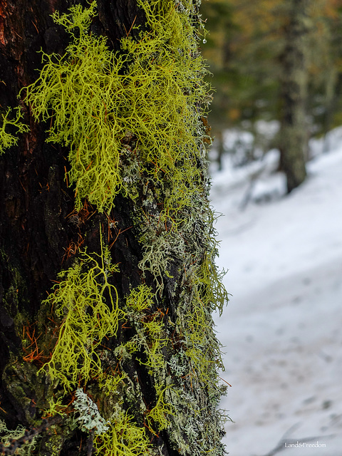 Quadrealla forest