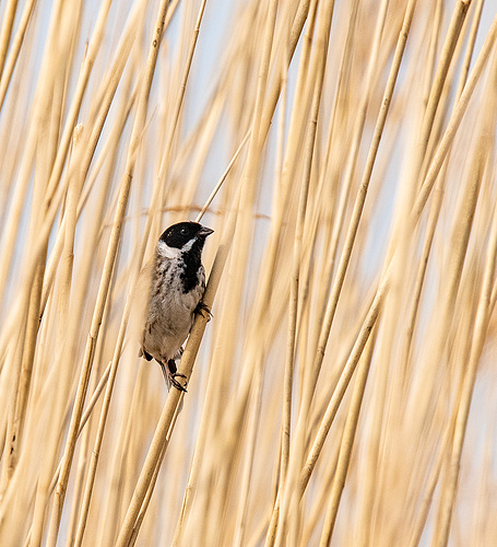 ipernity: Reed bunting - by Maeluk