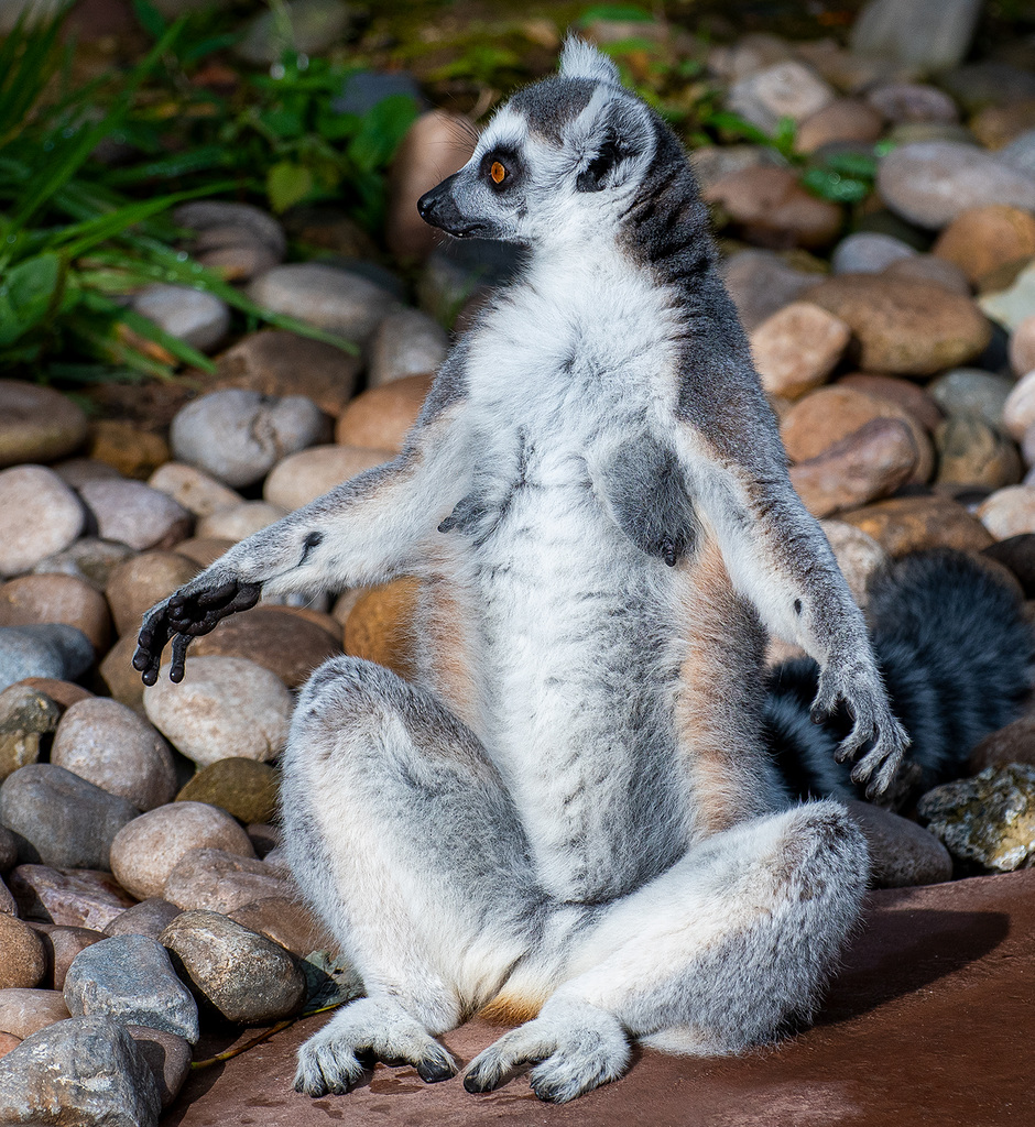 Ring tailed lemur