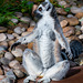 Ring tailed lemur