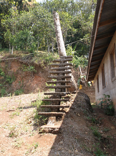 Stairway to coconuts / Escalier vers noix de coco