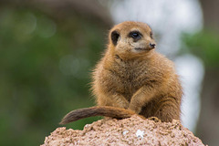 Meerkat (3)