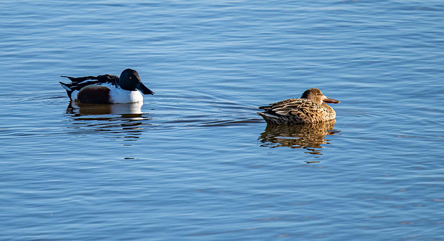 Shoveler duck