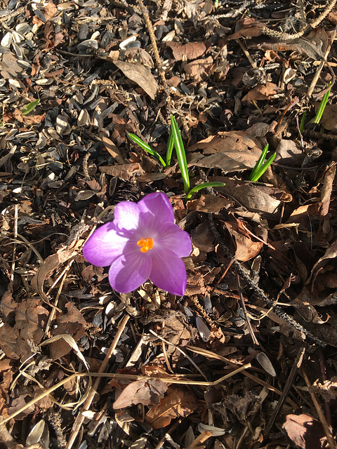 Crocus Smiles