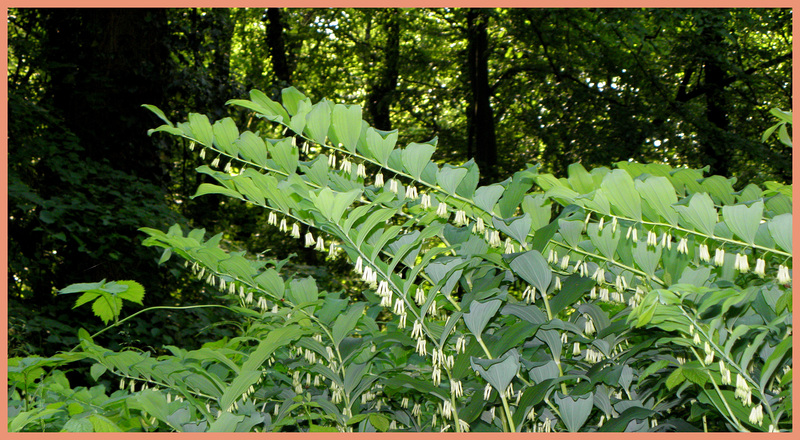 Polygonatum multiflorum  forest