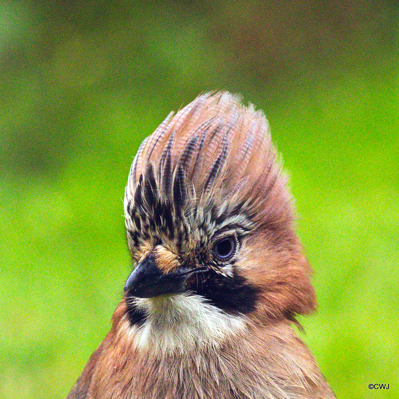 Jay with attitude!