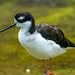 Bllack necked stilt