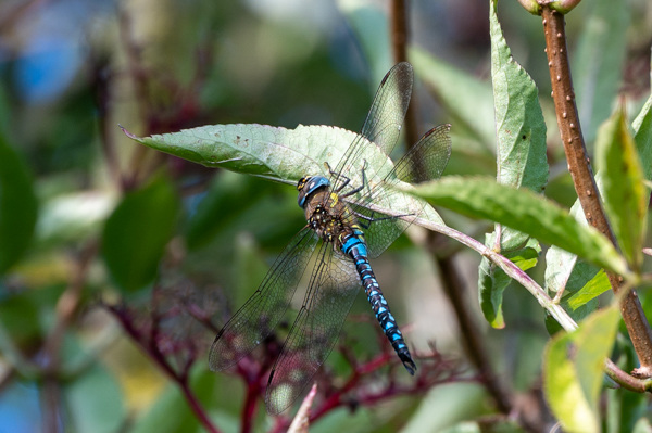 Migrant Hawker-DSZ6958