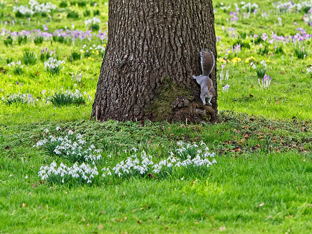 Grey Squirrel