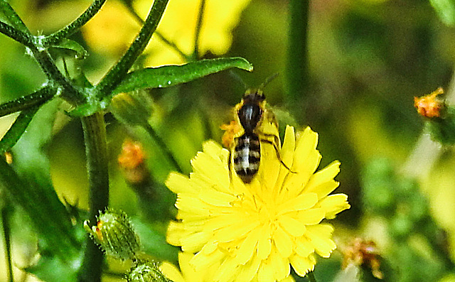 20230628 1475CPw [D~LIP] Kleinköpfiger Pippau (Crepis capillaris), Wildbiene, Bad Salzuflen