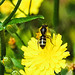 20230628 1475CPw [D~LIP] Kleinköpfiger Pippau (Crepis capillaris), Wildbiene, Bad Salzuflen