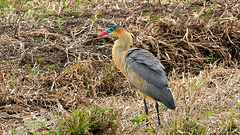 DSC01307a