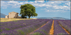 Lavendel als Fototapete