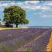 Lavendel als Fototapete