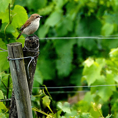 Pie-grièche écorcheur,  (Lanius collurio) - Red-backed Shrike - Neuntöter