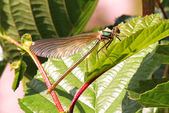 Western Demoiselle f (Calopteryx xanthostoma) 06