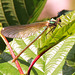 Western Demoiselle f (Calopteryx xanthostoma) 06