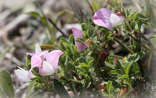 Ononis spinosa