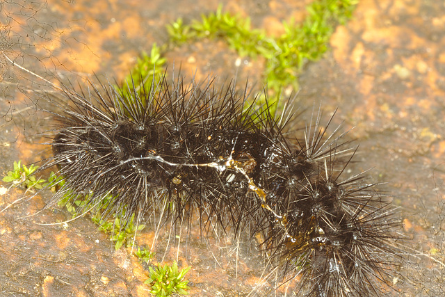 IMG 9268caterpillar