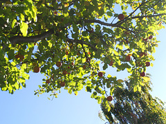 Appletree in October sun