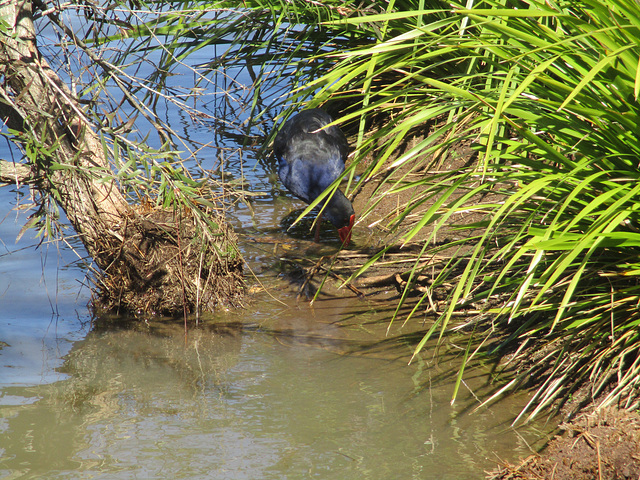 WaterBirdPark0816 1002