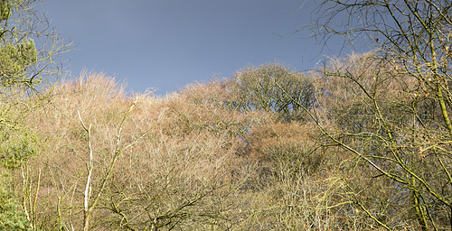 Whirlow Park winter twigs and sky