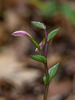 Triphora trianthophoros (Three-birds orchid) in bud