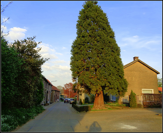 Sequoiadendron  giganteum(Mammouth tree)