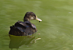 Duck EF7A7043