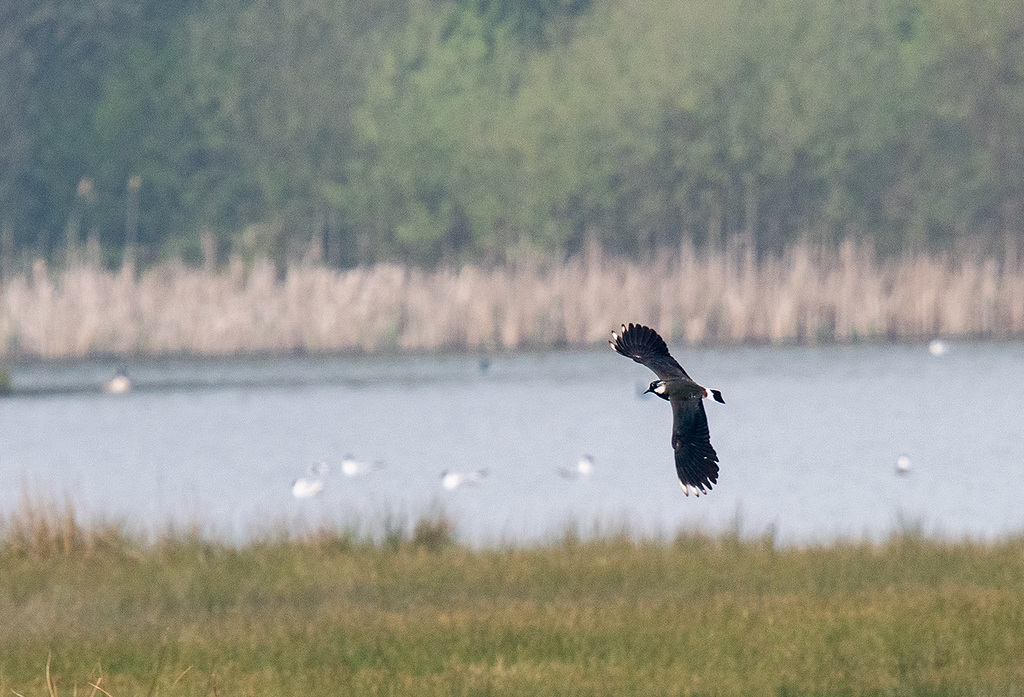 Lapwing