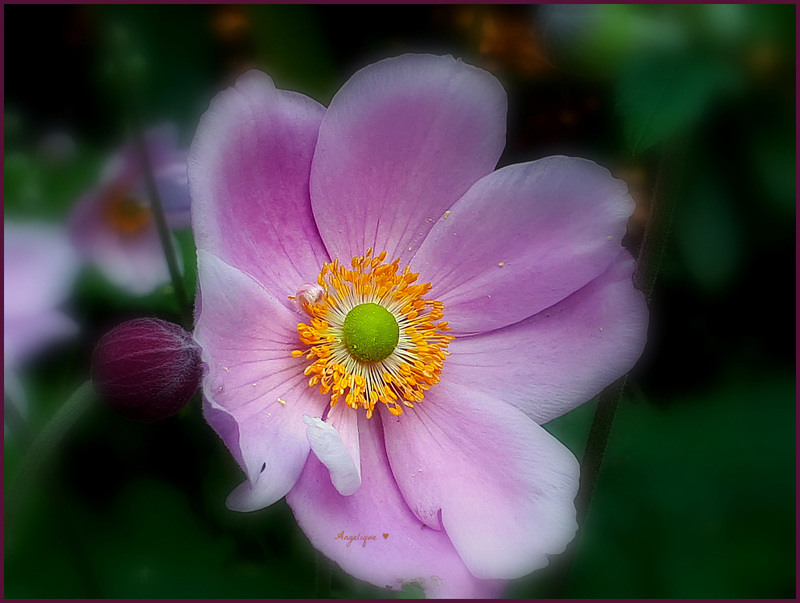 Anemone du Japon