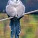 Azure winged magpie